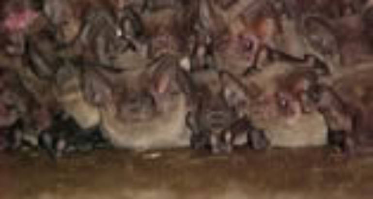 Bat Identification